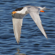 Adult breeding. Note: orange bill with black tip.