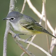 Note: dark cap contrasting with grayish/green back, and very strong contrast between gray cheek and white throat. Note: dark cap contrasting with grayish/green back, and very strong contrast between gray cheek and white throat.