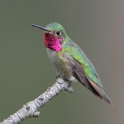 Male Male