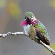 Male Male
