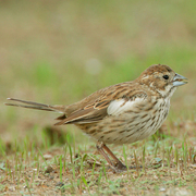 Juvenile. Note: large bluish bill and white wing patch. Juvenile. Note: large bluish bill and white wing patch.