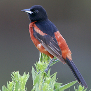 Male. Note: dark rufous body. Male. Note: dark rufous body.