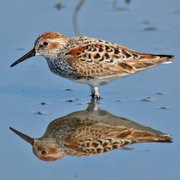 Breeding plumage. Note: rufous cap and cheek patch.