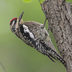 Female. Note: white throat (compare to all red throat of male)